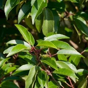 Portugiesischer Kirschlorbeer