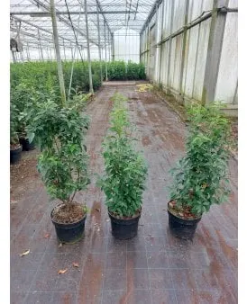 Portugiesischer Kirschlorbeer